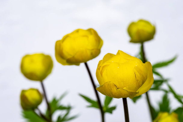 Sárga virágok Trollius europaeus, fehér alapon. Makró. Közelkép. - Fotó, kép
