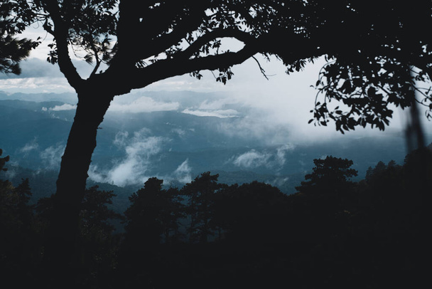 Bergen mist en groene bomen na de regen - Foto, afbeelding