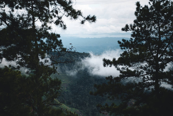 Hegyek köd és zöld fák az eső után - Fotó, kép