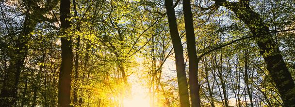 Kevään metsämaisema auringonlaskun tai auringonnousun aikaan
 - Valokuva, kuva