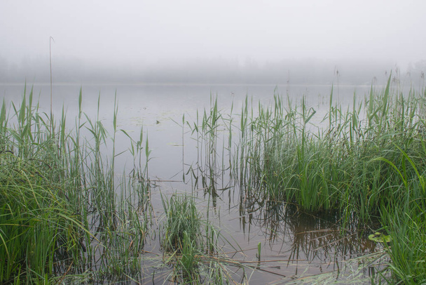 mistyczny obraz mgły, widok na jezioro z białą mgłą, kontury trzciny na pierwszym planie, zamglone tło jeziora - Zdjęcie, obraz