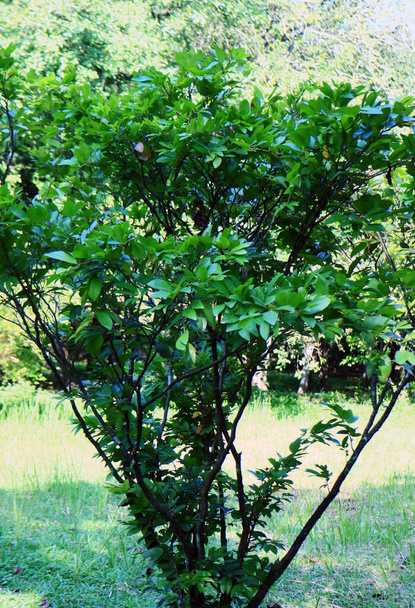 Cynometra cavliflora, conosciuta in Indonesia come nam-nam, nel giardino
. - Foto, immagini