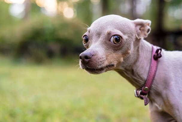 Russo giocattolo terrier cane con cura e sospetto guarda la fotocamera, su uno sfondo sfocato di verde
. - Foto, immagini