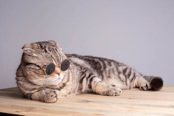 Il gatto serio (la Piegatura scozzese) in occhiali da sole rotondi si rilassa su un tavolo di legno. Isolato su uno sfondo grigio
. - Foto, immagini