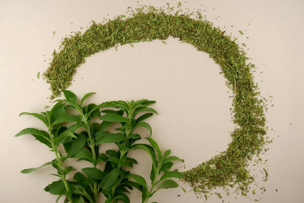 Stevia rebaudiana.Stevia枝と乾燥粉砕Stevia葉 - 写真・画像