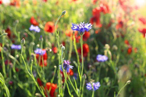 Маки цветут. Летние полевые цветы в лучах яркого солнца - Фото, изображение