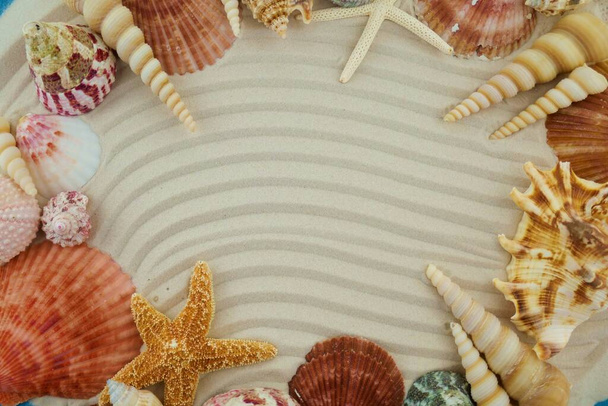 夏をテーマにした背景には貝殻やビーチのコンセプトがあり  - 写真・画像