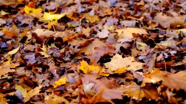 Gelbe herabgefallene Blätter auf dem Boden  - Filmmaterial, Video