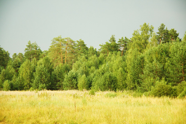 Floresta russa
 - Foto, Imagem