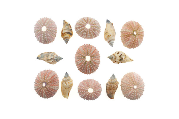 seashells close up view, home decor concept, summer vacation symbol - Photo, Image