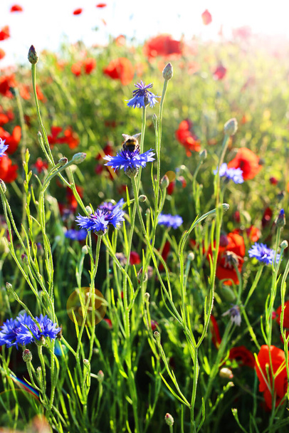 Květiny máku. Letní divoké květy v paprscích jasného slunce - Fotografie, Obrázek