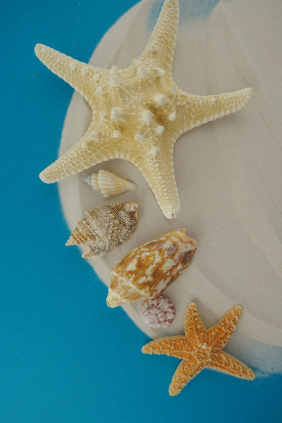 fondo temático de verano con conchas marinas, concepto de playa
  - Foto, Imagen