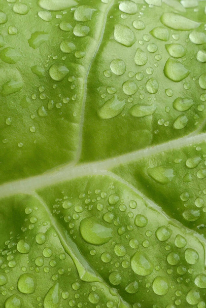 macro feuille verte dans des gouttes d'eau. Feuille de laitue verte humide avec gouttes après la pluie - Photo, image