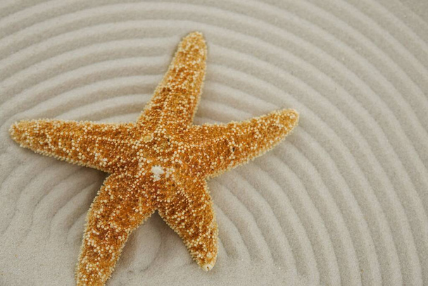 deniz yıldızı yakın görünüm, ev dekorasyonu konsepti, yaz tatili sembolü - Fotoğraf, Görsel