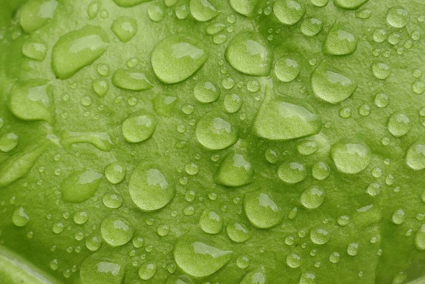 Green leaf macro in drops of water. Green wet lettuce leaf with drops after the rain - Fotó, kép
