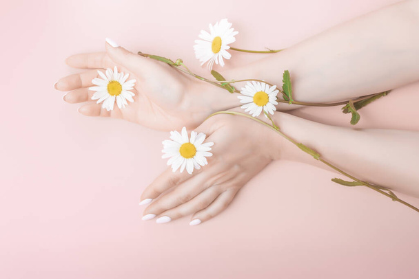 women's hands in a elegant position on a pink background with chamomile flowers. hand skin care concept - Valokuva, kuva