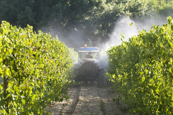 a szőlő permetezés traktor - Fotó, kép