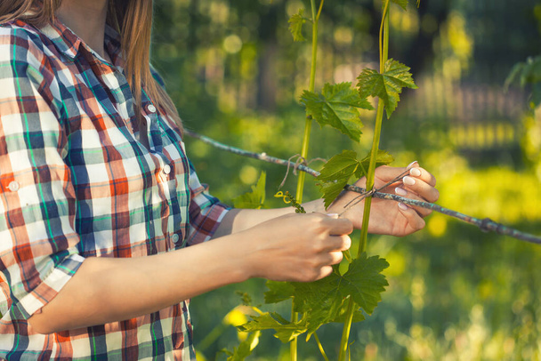 farmer woman ties up grapes in the garden. Eco farm - Valokuva, kuva