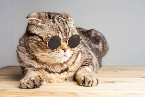 Harsche Katze (Scottish Fold) in runden dunklen Gläsern ruht auf einem Holztisch. Vereinzelt auf grauem Hintergrund. - Foto, Bild