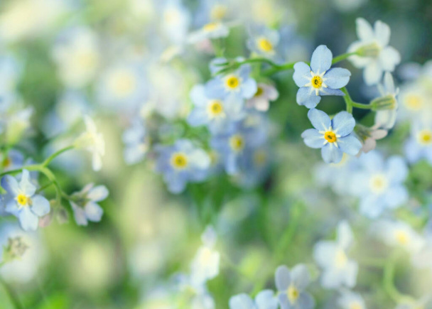 Pretty flowers of delicate flowers of forget-me-nots - Fotoğraf, Görsel