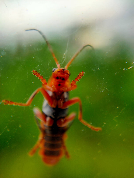 Image rapprochée d'une sauterelle sur une fenêtre un jour de pluie. La fenêtre permet au spectateur de voir les moindres détails de la face inférieure d'une sauterelle. - Photo, image