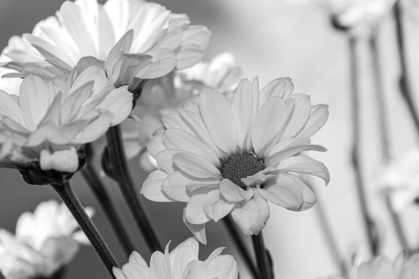 Schwarz-Weiß-Foto von schönen Chrysanthemenblüten - Foto, Bild