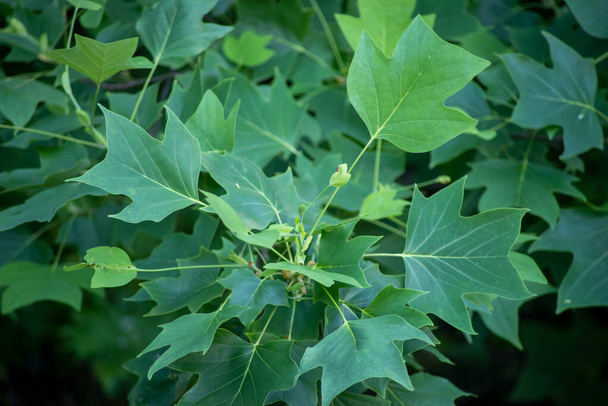 Green spray of Tulip Poplar leaves in forest setting - Photo, Image