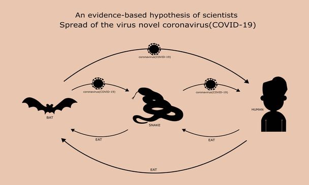 Тінь, гіпотеза вчених про розповсюдження вірусу coronavirus (Ковід-19) .Bat поширилася на змію, змія поширилася на людей, людей, які їдять змій або кажанів. - Вектор, зображення