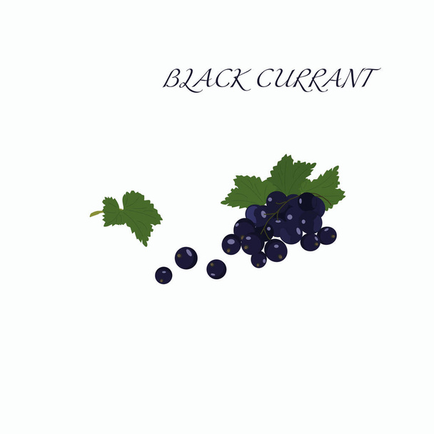 Vector set of fresh ripe berries. Black currant with leaves. - Fotó, kép