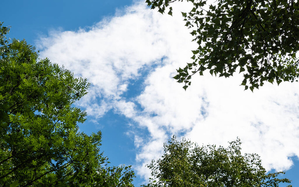 Σε μια όμορφη ηλιόλουστη μέρα, η εικόνα που λαμβάνεται προς τον γαλάζιο ουρανό: το πλαίσιο των δέντρων με πράσινα φύλλα δημιουργεί έναν ευχάριστο συνδυασμό. - Φωτογραφία, εικόνα