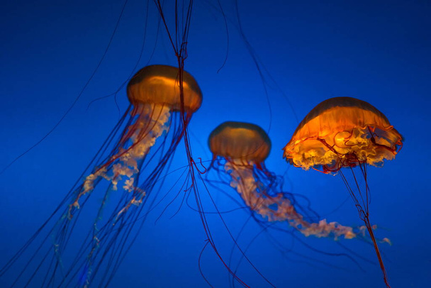 Pacific Seathorn Jellyfish.Gold Kaffee Quallen. Quallen, die in der Tiefsee schwimmen. Pazifische Seathorn-Qualle: Goldkaffee-Qualle - Foto, Bild
