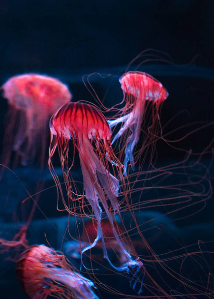 jellyfish swimming in the deep sea - Фото, изображение