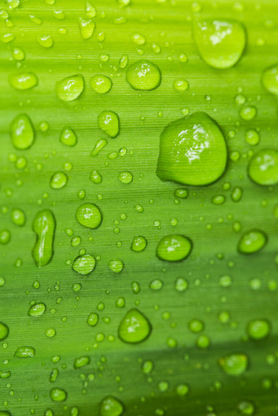 Water droplets on the leaves Green rainy season - Valokuva, kuva