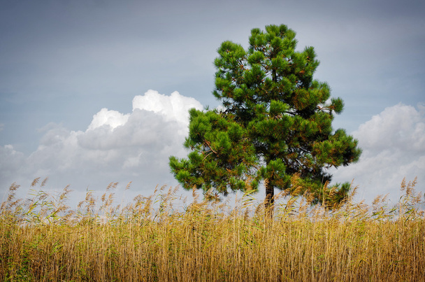 Pine Tree - Photo, Image