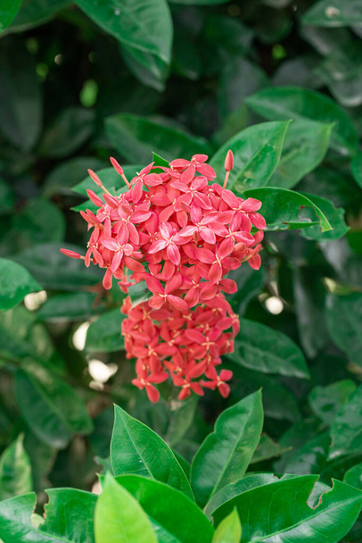 Όμορφο κόκκινο λουλούδι ακίδα. Ο βασιλιάς Ixora ανθίζει (Ixora chinensis). Ανθός Rubiaceae. Άνθος Ixora. Ixora cocccinea λουλούδι στον κήπο. - Φωτογραφία, εικόνα