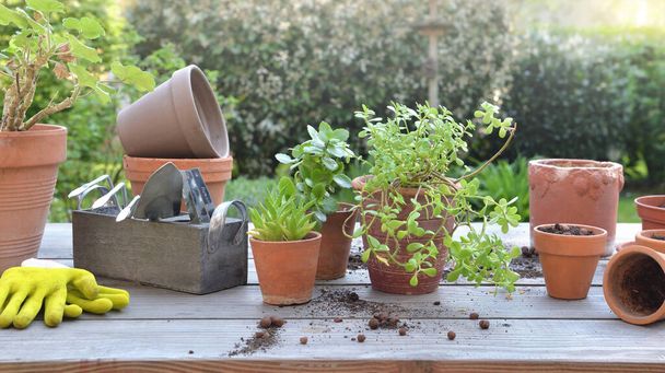 la mise en pot de plantes et de matériel de jardin sur une table dans un jardin  - Photo, image