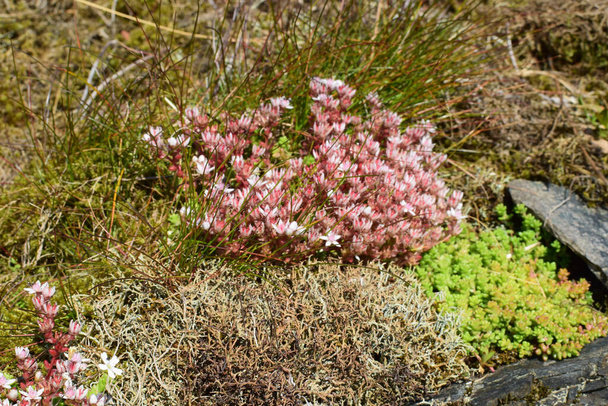 Musgo, suculentas, líquen nas pedras. Fundo natural, textura. Flora costeira Rogaland, Noruega
 - Foto, Imagem