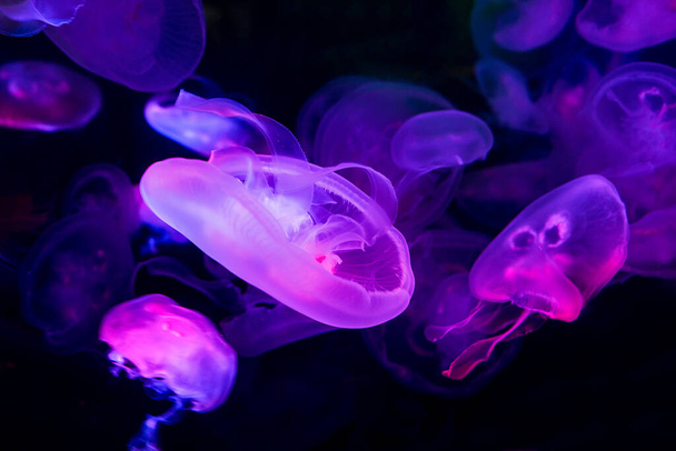 Лунные медузы, плавающие в глубоком море.
. - Фото, изображение