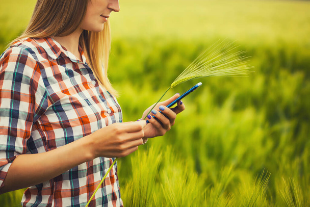 female agronomist checks cereal growth rates on an eco farm. Organic farming - Photo, Image