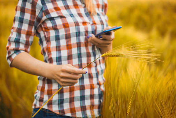 female agronomist checks cereal growth rates on an eco farm. Organic farming - Photo, Image