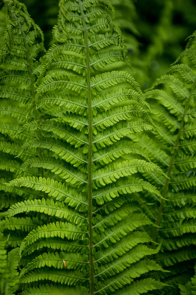 текстури або папороті в літньому лісі
 - Фото, зображення