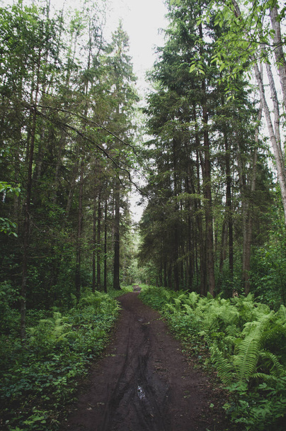 eco path in the green woods - Zdjęcie, obraz