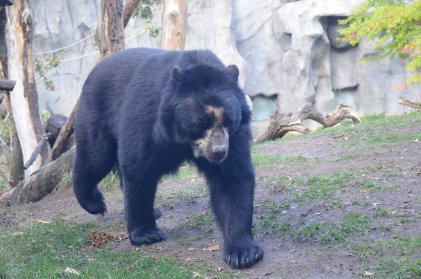 Spectacled bear (Tremarctos ornatus) - Photo, Image