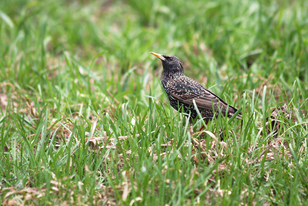 Motley starling walks in the green grass in search of food for the chick - Photo, image