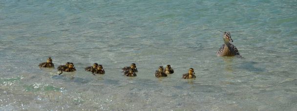 Ente schwimmt mit ihren Kindern im See an einem schnen Sommertag - Foto, afbeelding