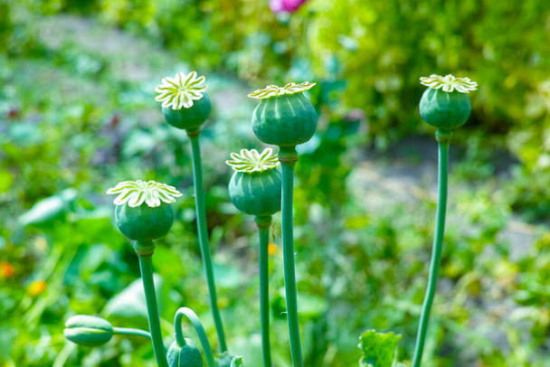 Opium poppy flower seeds  capsule close up - Photo, Image