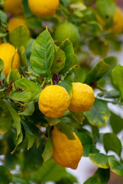 Ripe yellow lemons, tropical citrus fruits hanging on tree with water drops in rain close up - Photo, Image