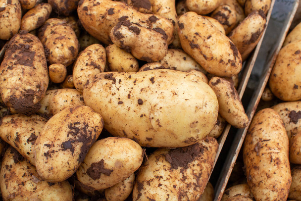Nre sklízet čerstvé celé brambory na trhu zavřít - Fotografie, Obrázek
