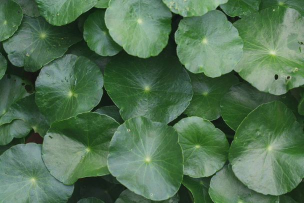 Ασιατικά φύλλα μοτίβο φόντο - Φωτογραφία, εικόνα
