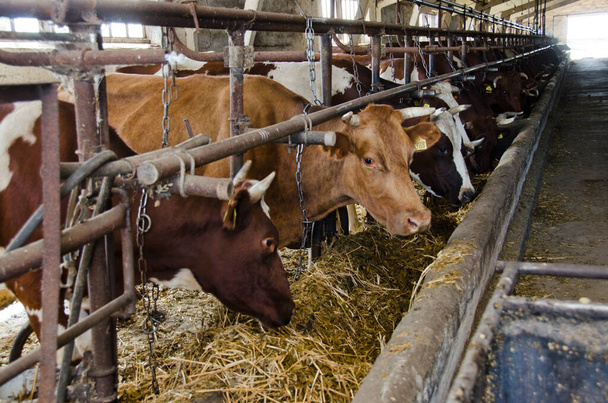 Οι αγελάδες σε μια γαλακτοκομική φάρμα - Φωτογραφία, εικόνα